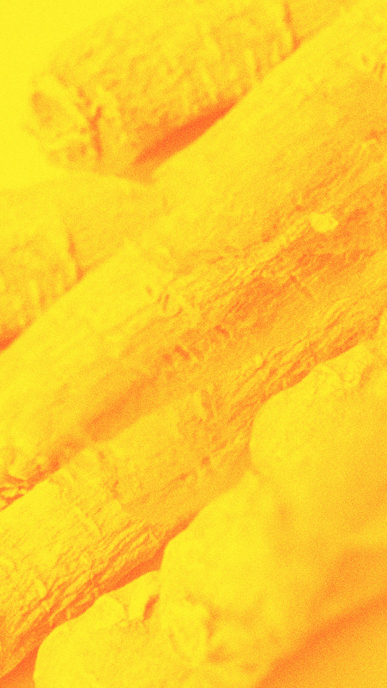 Ginseng