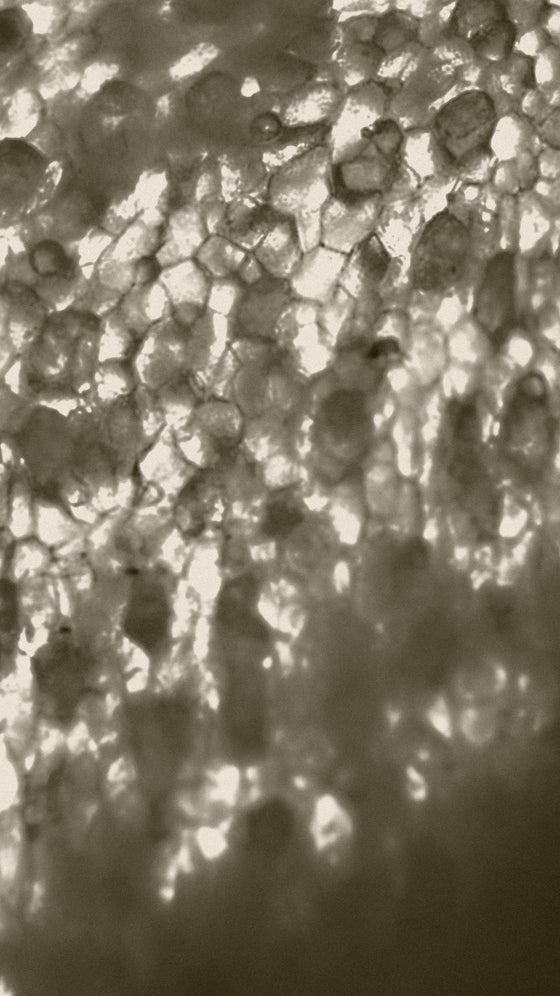 Piperin